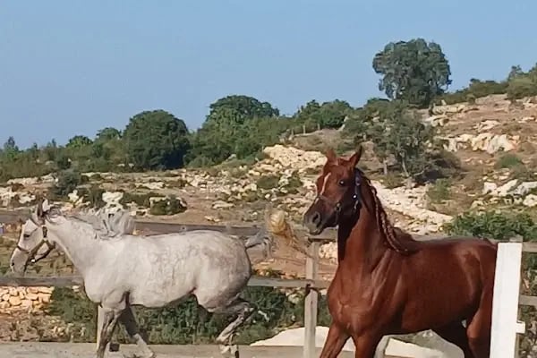 Albuhar Binicilik - Resim 18