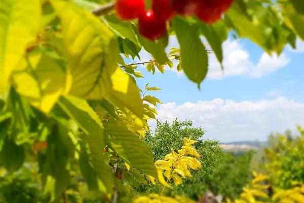 Yamaçtepe Tabiat Parkı - Resim 10