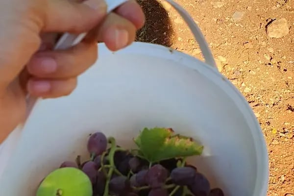Yamaçtepe Tabiat Parkı - Resim 12