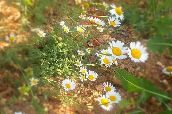 Yamaçtepe Tabiat Parkı - Resim 11