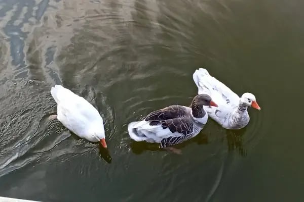 UCARI LAKE - UCARI GÖLETİ - Resim 20