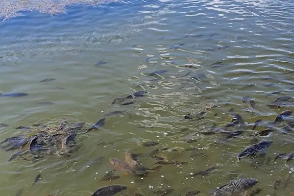 UCARI LAKE - UCARI GÖLETİ - Resim 9
