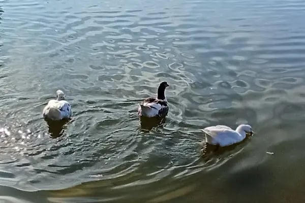 UCARI LAKE - UCARI GÖLETİ - Resim 14