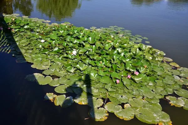 UCARI LAKE - UCARI GÖLETİ - Resim 5