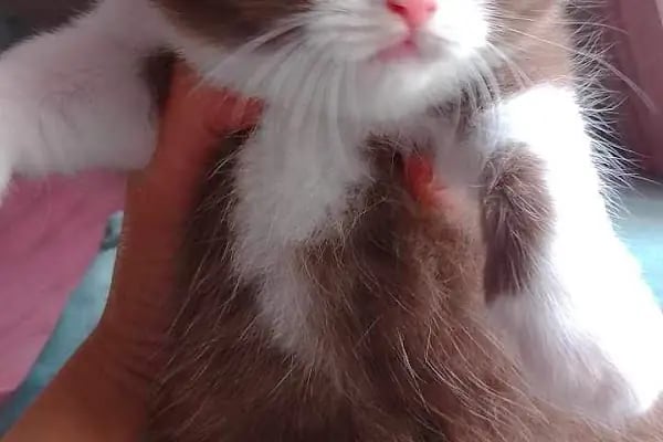 Empati petshop - Resim 18