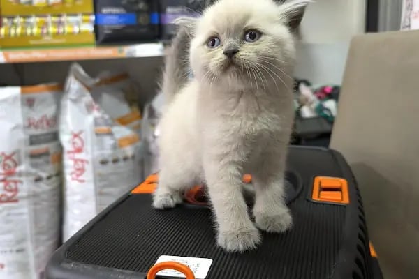 Empati petshop - Resim 3