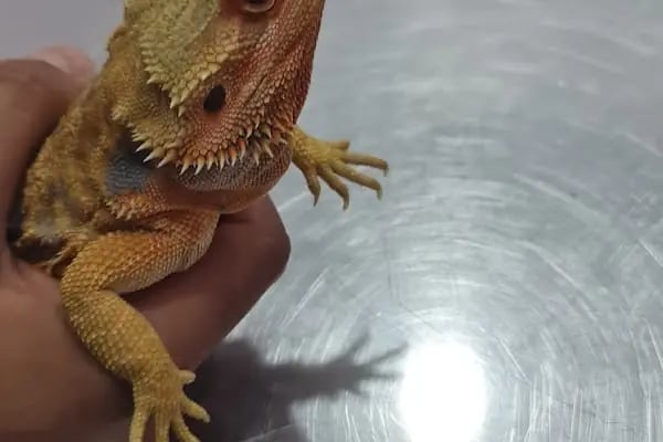Vetbucks Veteriner Kliniği - Resim 7