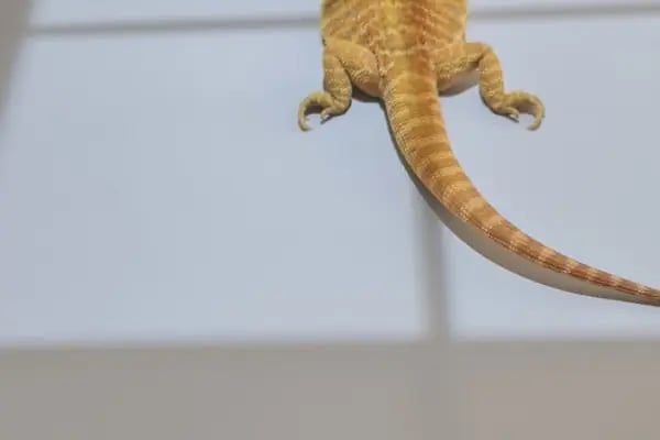 Vetbucks Veteriner Kliniği - Resim 18
