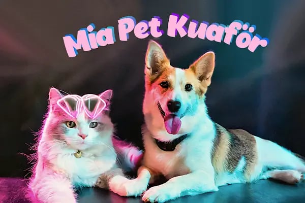 MİA PET KUAFÖR - Resim 2
