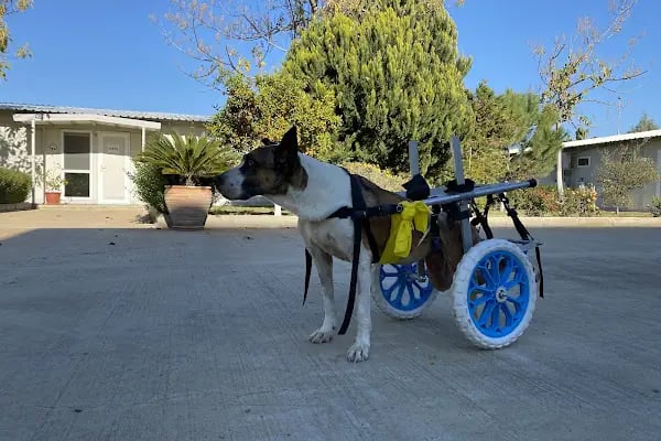 Petical Hayvan Hastanesi ( Veteriner, Mersin ) - Resim 11