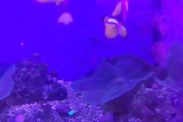 Can Akvaryum Pet Store Pet Kuaför Alo Mama Hattı - Resim 7