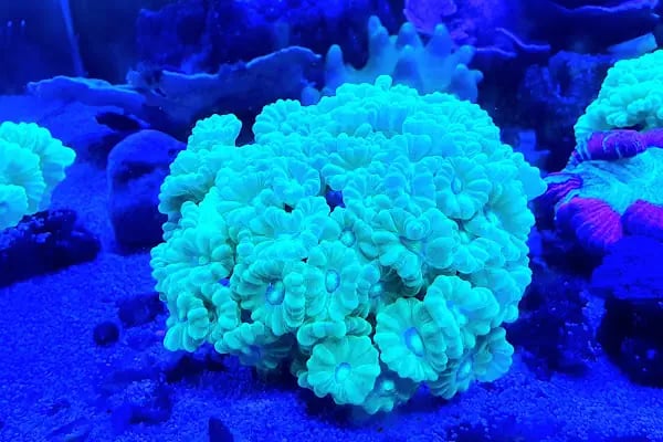 Can Akvaryum Pet Store Pet Kuaför Alo Mama Hattı - Resim 4