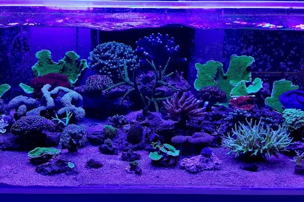 Can Akvaryum Pet Store Pet Kuaför Alo Mama Hattı - Resim 10