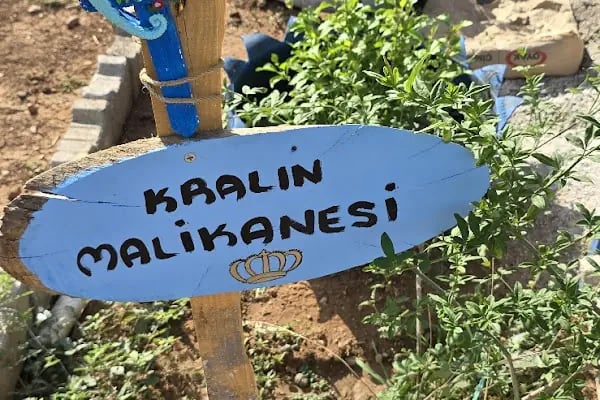 KRALIN MALİKANESİ - Resim 3