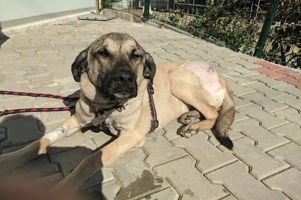 Pelenk Veteriner Kliniği / Kleintierpraxis / Pet Clinic - Resim 18