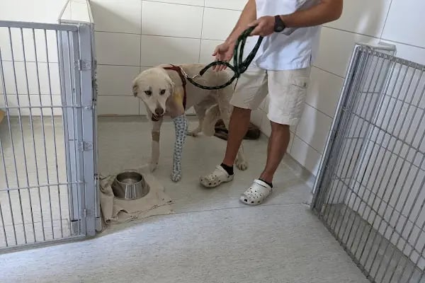 Pelenk Veteriner Kliniği / Kleintierpraxis / Pet Clinic - Resim 15