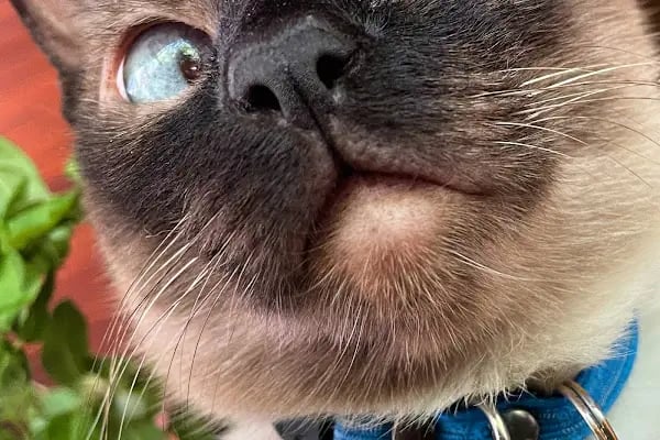 Pelenk Veteriner Kliniği / Kleintierpraxis / Pet Clinic - Resim 16