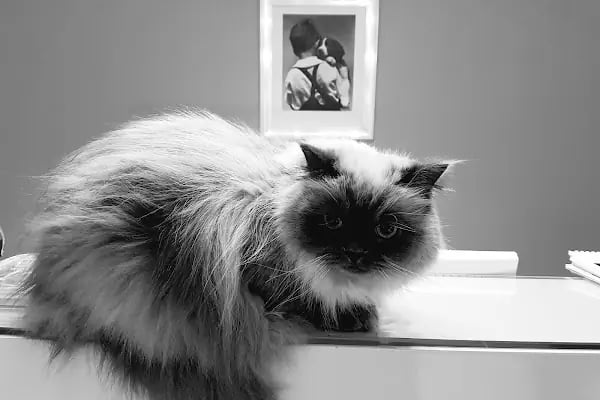 Pelenk Veteriner Kliniği / Kleintierpraxis / Pet Clinic - Resim 6