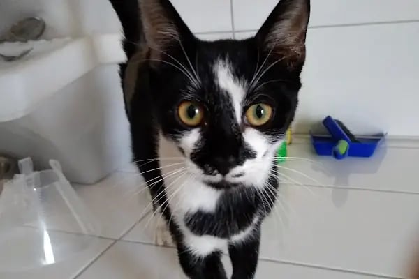 Pelenk Veteriner Kliniği / Kleintierpraxis / Pet Clinic - Resim 2