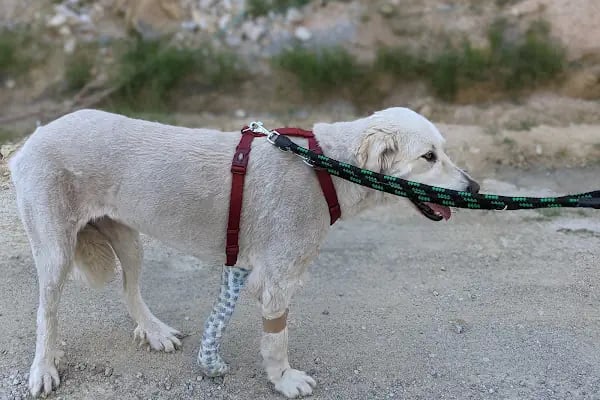 Pelenk Veteriner Kliniği / Kleintierpraxis / Pet Clinic - Resim 13