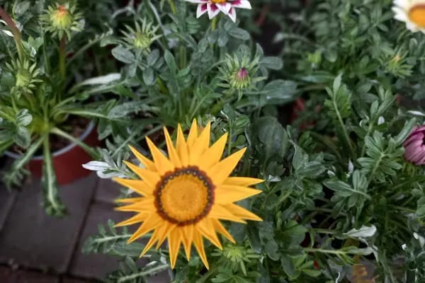 ALANYA ROMANTIC FLOWERS - Resim 9