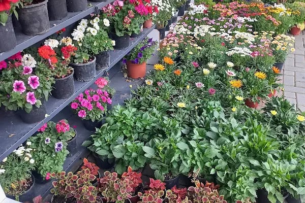 ALANYA ROMANTIC FLOWERS - Resim 14