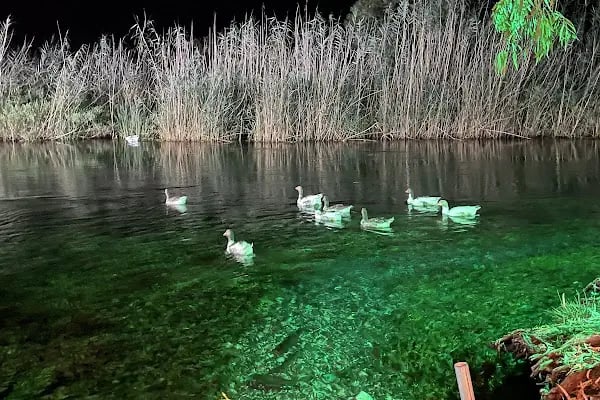 Maydanoz Gökova Akyaka - Resim 18
