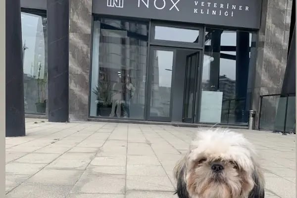 Nox Veteriner Kliniği - Resim 15