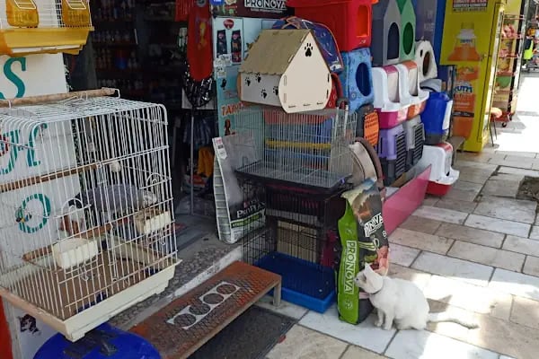 petshop tarçın - Resim 3