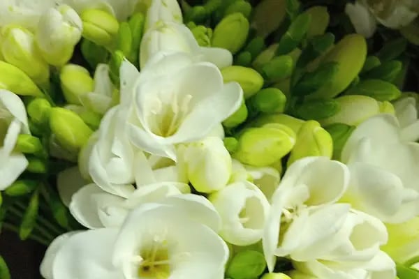 Avcılar Çiçekçi - Gardenia Çiçekçilik - Resim 10