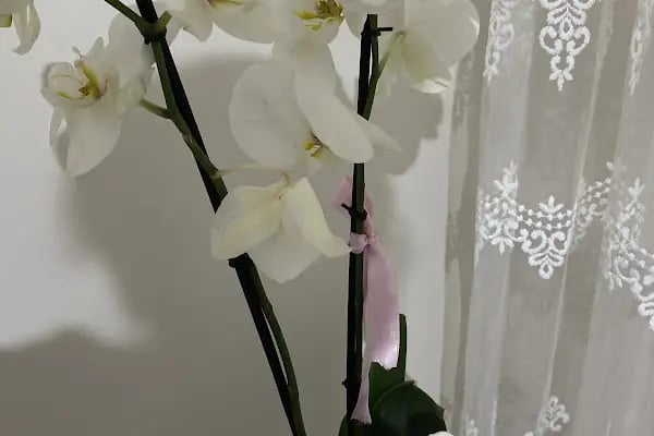 Avcılar Çiçekçi - Gardenia Çiçekçilik - Resim 20
