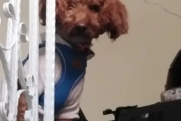 Ada-Vet Veteriner Kliniği Gaziantep - Resim 13