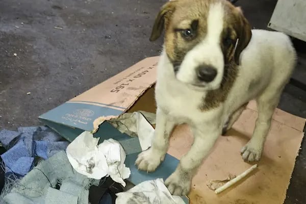 Ada-Vet Veteriner Kliniği Gaziantep - Resim 10