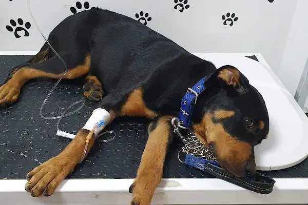 Ada-Vet Veteriner Kliniği Gaziantep - Resim 8