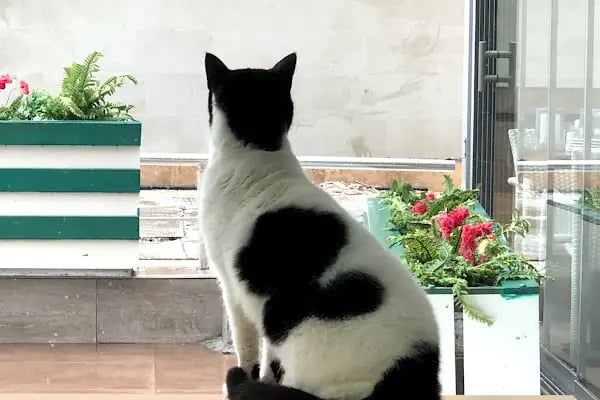ÖZÖNER VETERİNER KLİNİĞİ BAYRAKLI İZMİR - Resim 2