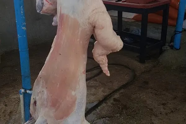 BOZ KARDEŞLER ADAK KURBAN - Resim 9