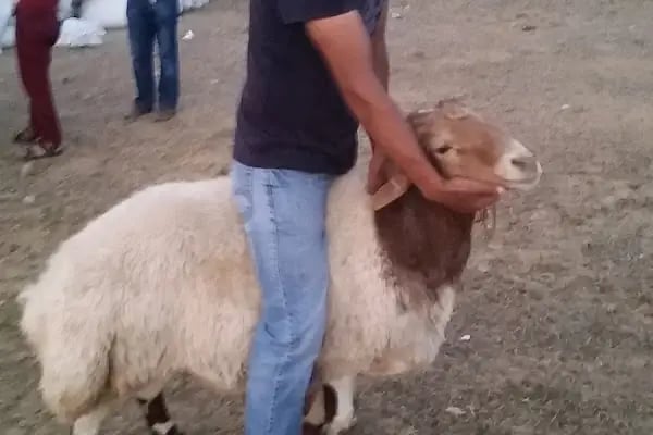 BOZ KARDEŞLER ADAK KURBAN - Resim 6