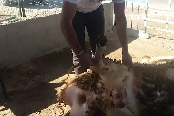 BOZ KARDEŞLER ADAK KURBAN - Resim 7