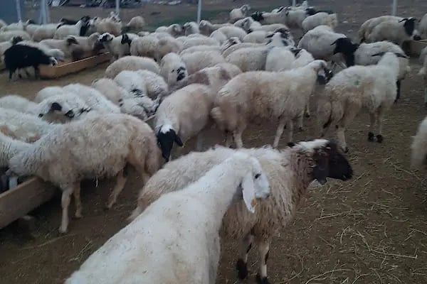 BOZ KARDEŞLER ADAK KURBAN - Resim 2