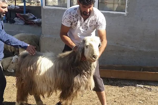 BOZ KARDEŞLER ADAK KURBAN - Resim 4