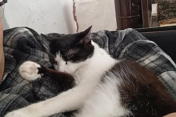 Akyurt Veteriner Kliniği Şarköy - Resim 4