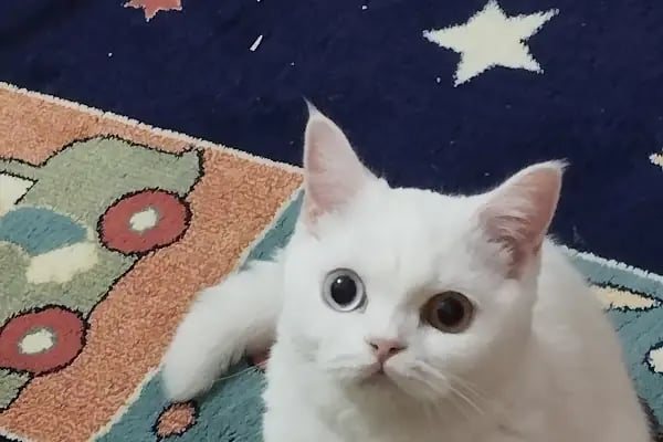 Vet International Özel Hayvan Hastanesi Kuşadası 7/24 - Resim 12