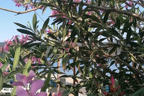 Luna Piena Beach Hotel - Resim 20