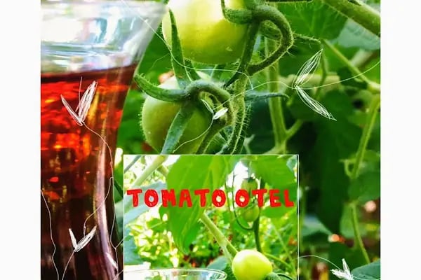 Tomato Bodrum - Resim 19