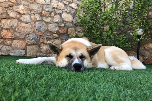 Tomato Bodrum - Resim 17