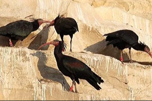 Birecik Birds Watching point..🦉🕊💙🇹🇷 - Resim 20