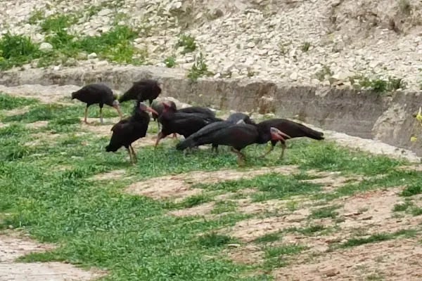 Birecik Birds Watching point..🦉🕊💙🇹🇷 - Resim 8