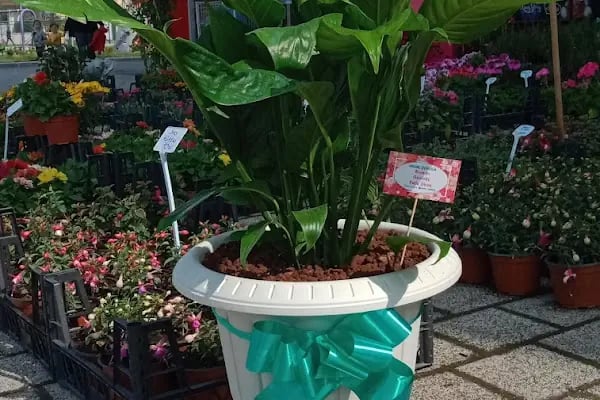 Erdinç Çiçekçilik,Çiçekçi, , Soğanlı Çiçek Gönder, Çiçek Kapında, Bursa içi Adrese Teslim - Resim 1