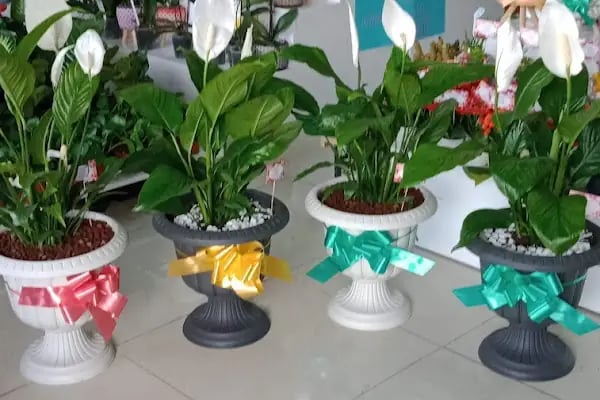 Erdinç Çiçekçilik,Çiçekçi, , Soğanlı Çiçek Gönder, Çiçek Kapında, Bursa içi Adrese Teslim - Resim 18
