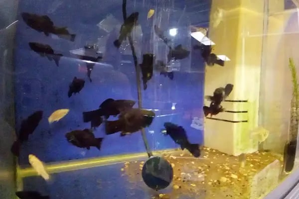 Hekimoğlu Petshop - Resim 11